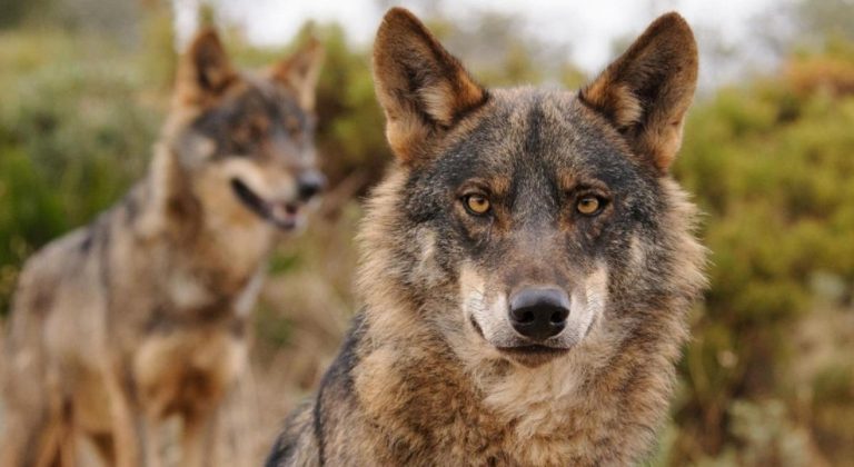 Las Comunidades y la caza del lobo