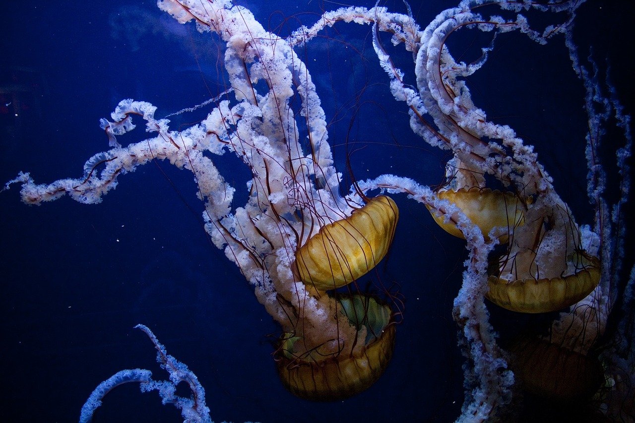 medusa mar