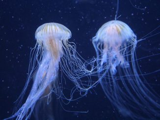 medusas