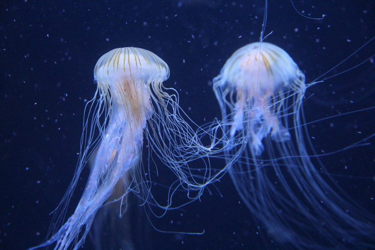 Las curiosidades de las medusas