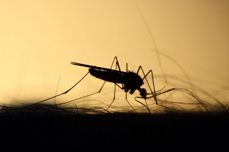 mosquitos Castellón