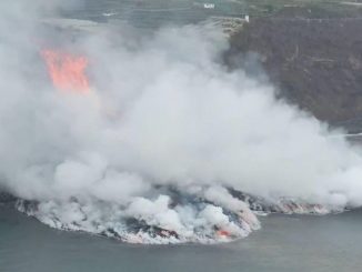 La Palma volcán peces