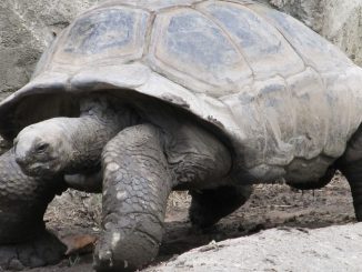 Tortuga aeropuerto Japón