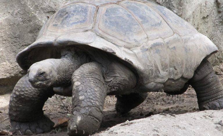 Tortuga en aeropuerto de Japón corta vuelos