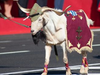 Legión, cabra