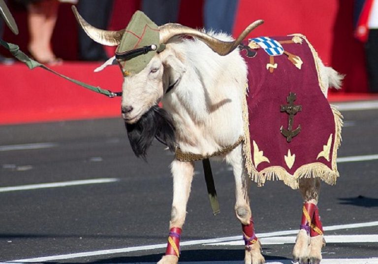 La cabra en la legión española