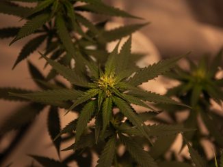 congreso-legalizacion-cannabis