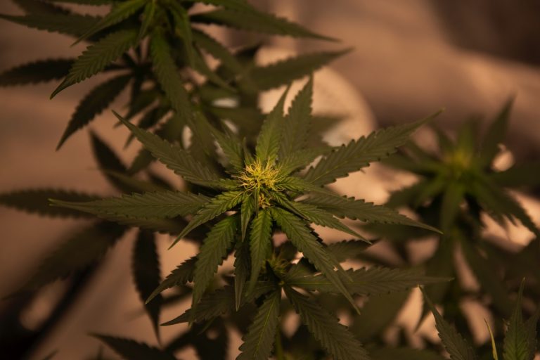 congreso-legalizacion-cannabis