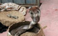 hombre mata a su mujer con una cobra