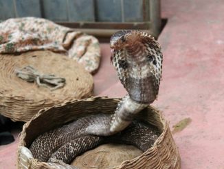 hombre mata a su mujer con una cobra