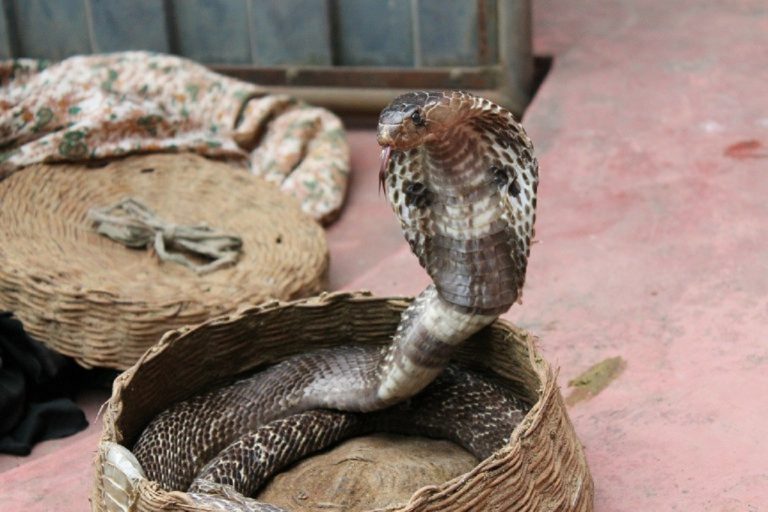 Hombre mata a su mujer con una cobra