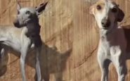 perros-rescatados-la-palma-protectora
