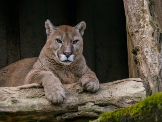 Puma de California