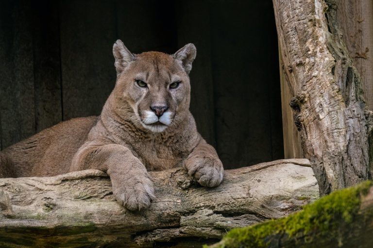 Ataques de pumas en California