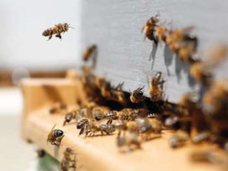 Volcán La Palma abejas rescatadas