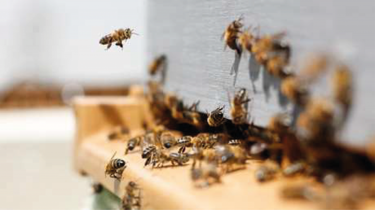 Abejas rescatadas del Volcán La Palma