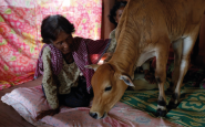 Camboya Mujer Vaca