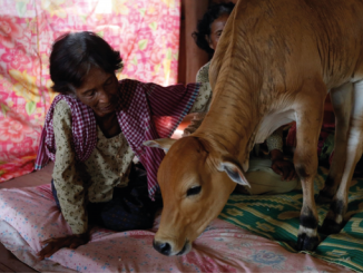 Camboya Mujer Vaca