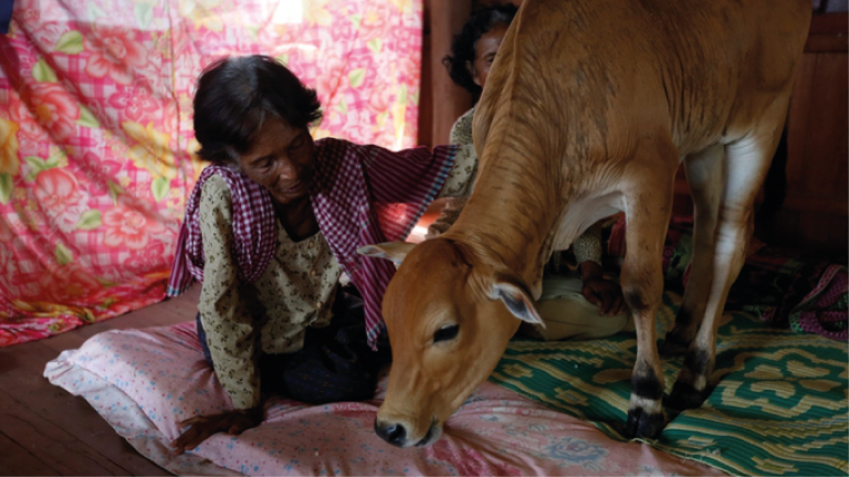 Camboya Mujer Vaca