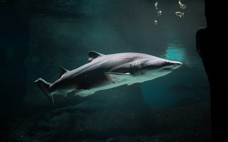 devorado-hombre-tiburon