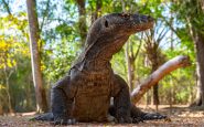 jurassic-park-parque-komodo