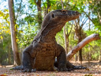 jurassic-park-parque-komodo