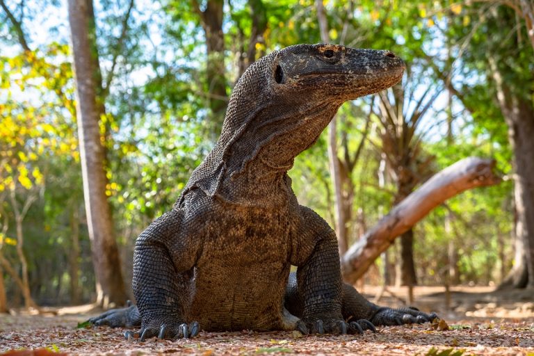 jurassic-park-parque-komodo