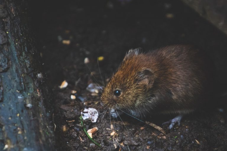 rata negra