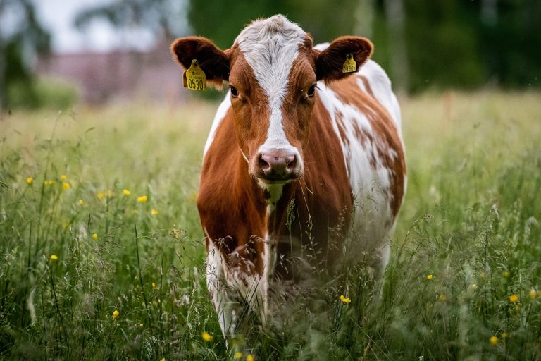 anuncio-corea-mujeres-vacas