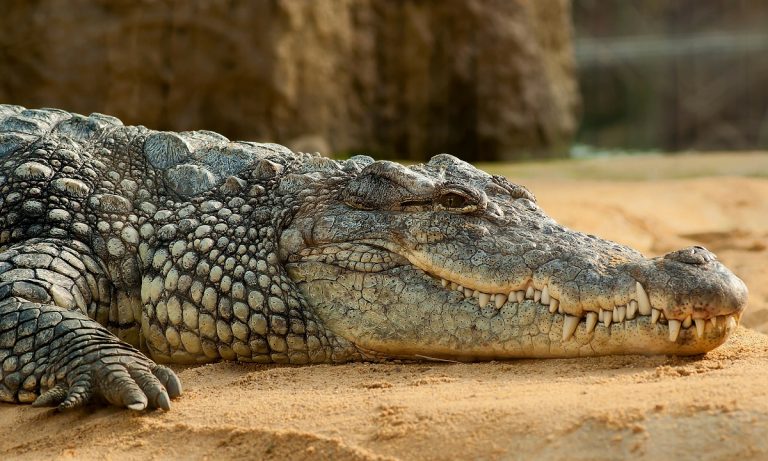 ataque-cocodrilo-zambia