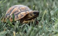 de tortuga