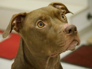 pitbull-arranca-brazo-nino