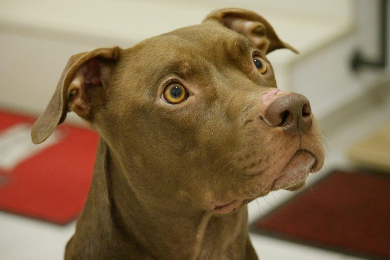 pitbull-arranca-brazo-nino