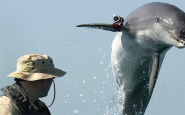 Israel delfines asesinos