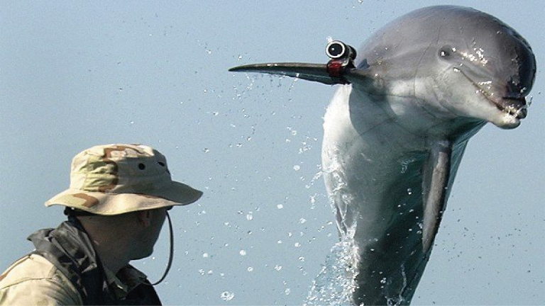 Israel delfines asesinos