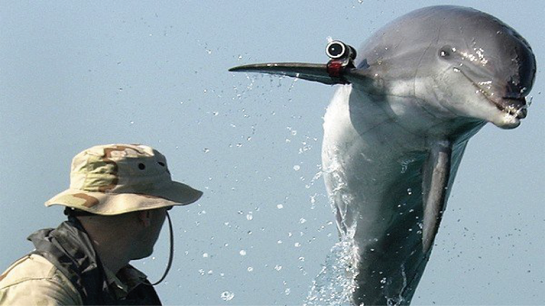 Delfines asesinos Israel