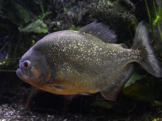 ataque-pirañas-paraguay