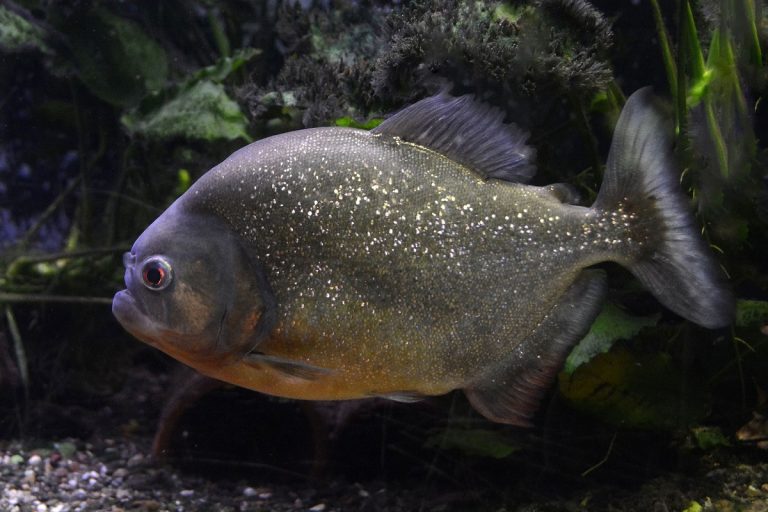 ataque-pirañas-paraguay