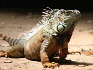 lluvia-iguanas-florida