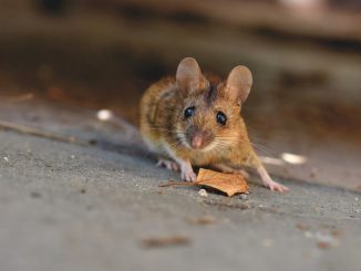 origen-omicron-ratones