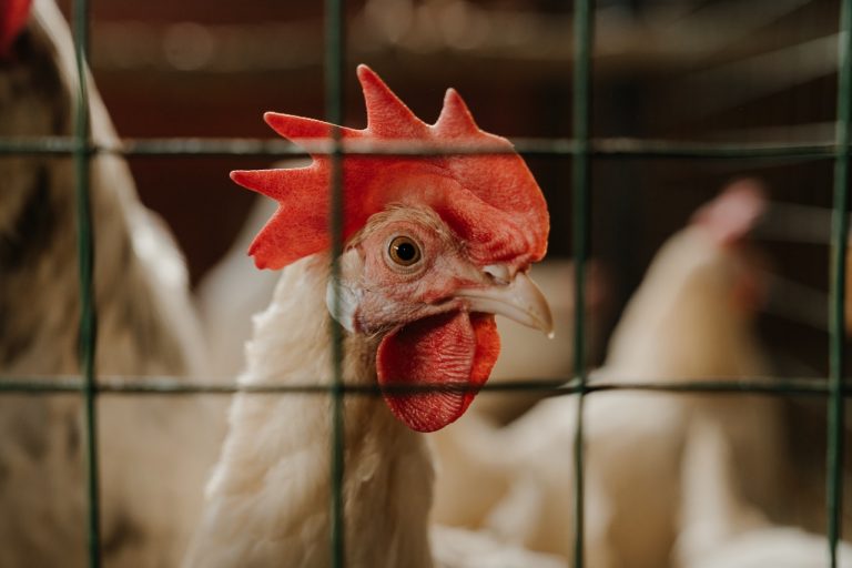 brotes gripe aviar España