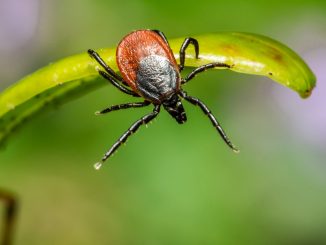 casos virus Congo España