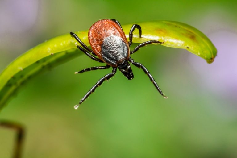 casos virus Congo España