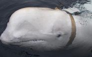 Rusia delfines Mar Negro