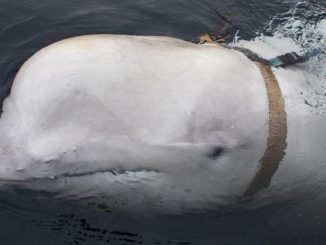 Rusia delfines Mar Negro