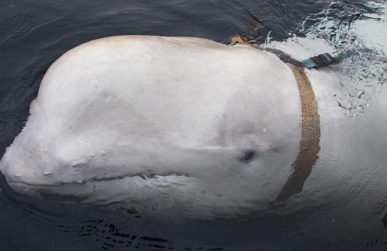 Rusia delfines Mar Negro