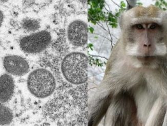 belgica cuarentena viruela del mono