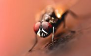 mosca negra España