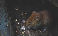 alerta ratas
