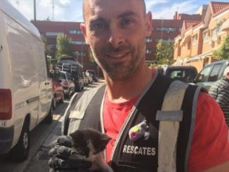 bombero bici gato